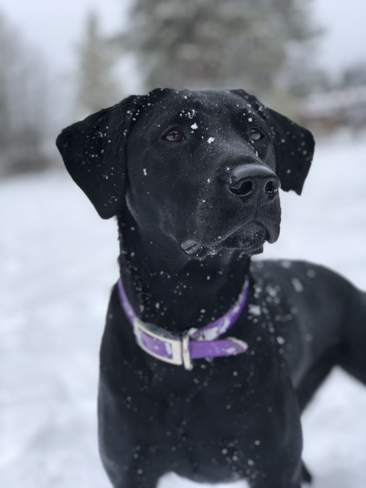 Remi